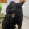 Gato 🖤🖤 5