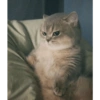 Memes gatos 😹 5