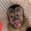 Macacos só reações 🤣🙈 11