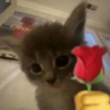 Chill | Cat Meme TikTok 24