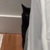 Gato 🖤🖤 9