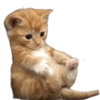 🌈🐈‍⬛✨️Gatos Funny Mood✨️🐈‍⬛🌈 12