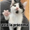 Gatos para contestar 😜 🐱 13