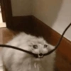 Gatitos😅 12