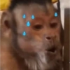 Monos 10