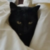 Gato 🖤🖤 12