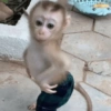 Macaco 7