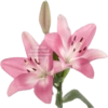 Flower  22