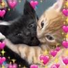 ✨️💖🐱 AMOR | GATOS 🐱💖✨️ 15