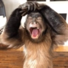 Macacos só reações 🤣🙈 5