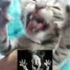 🌈🐈‍⬛✨️Gatos Funny Mood✨️🐈‍⬛🌈 23