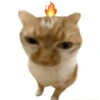 Gatitos. | @ocenferios  Haki. 6