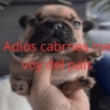 Adiós cabres voy delpais