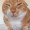 Gatos 19
