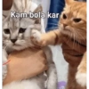 Cattiesays 😺🐈 24