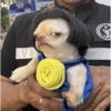 Perritos para todos 💕 6