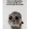 Meow Memes 😾 24