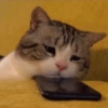 Cat meme 3 12