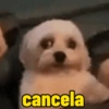 Ui só chove 11