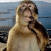 Macaquinhos 🐒 6