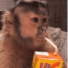 Macacos 🤣 15