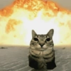 Gatinhos Melhores Reações 7