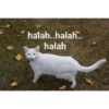 MEME KUCING🤣 11