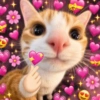 ✨️💖🐱 AMOR | GATOS 🐱💖✨️ 6