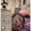 Monyet lusyu 6