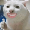 Gatos em alta 7