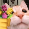 Chill | Cat Meme TikTok 25