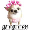 Perritos 7
