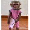 Monos 17