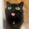 Gato 🖤🖤 13