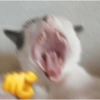 Gatos sapecas 🐈 5