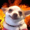 REAÇÕES DE ANIMAIS 6