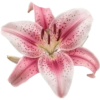 Flower  5