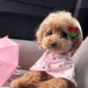 Perritos para todos 💕 11