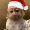 Macacos só reações 🤣🙈 16