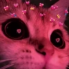 ✨️💖🐱 AMOR | GATOS 🐱💖✨️ 7