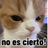 Gatos para contestar 😜 🐱 7