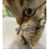 Cats 22