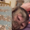 Macacos 🤣 14