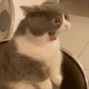 Gatos em alta 13