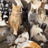 Kitty cats 2 25