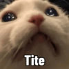 Gatitos Memes😺✨💕8 14