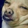 REAÇÕES DE ANIMAIS 8