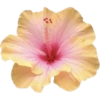 Flower  16
