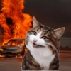 Emoções(ou nao) de um gato 12