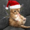 😻Gatitos Navideños🎄 23